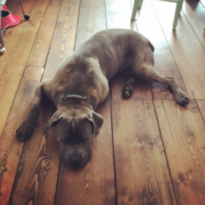 Varied Hardwood